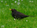 Blackbird – Kos